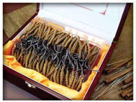 美溪冬虫夏草回收